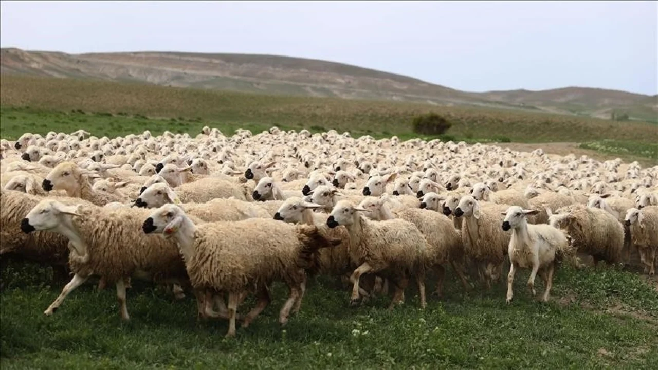 Adana Koyun-Keçi Yetiştiricileri Birliği'nden 2025 Kurbanlık Fiyat Duyurusu